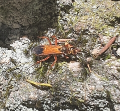 Sphictostethus fugax