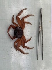 Geograpsus stormi
