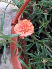 Portulaca grandiflora