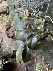 Monteverdia elongata