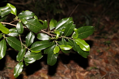 Casearia multinervosa