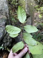 Monteverdia elongata