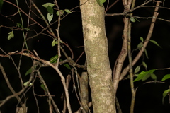 Casearia multinervosa