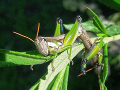 Pseudoscopas nigrigena