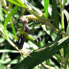 Pseudoscopas nigrigena