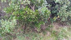 Palicourea boqueronensis