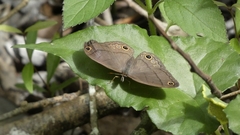 Cissia pompilia