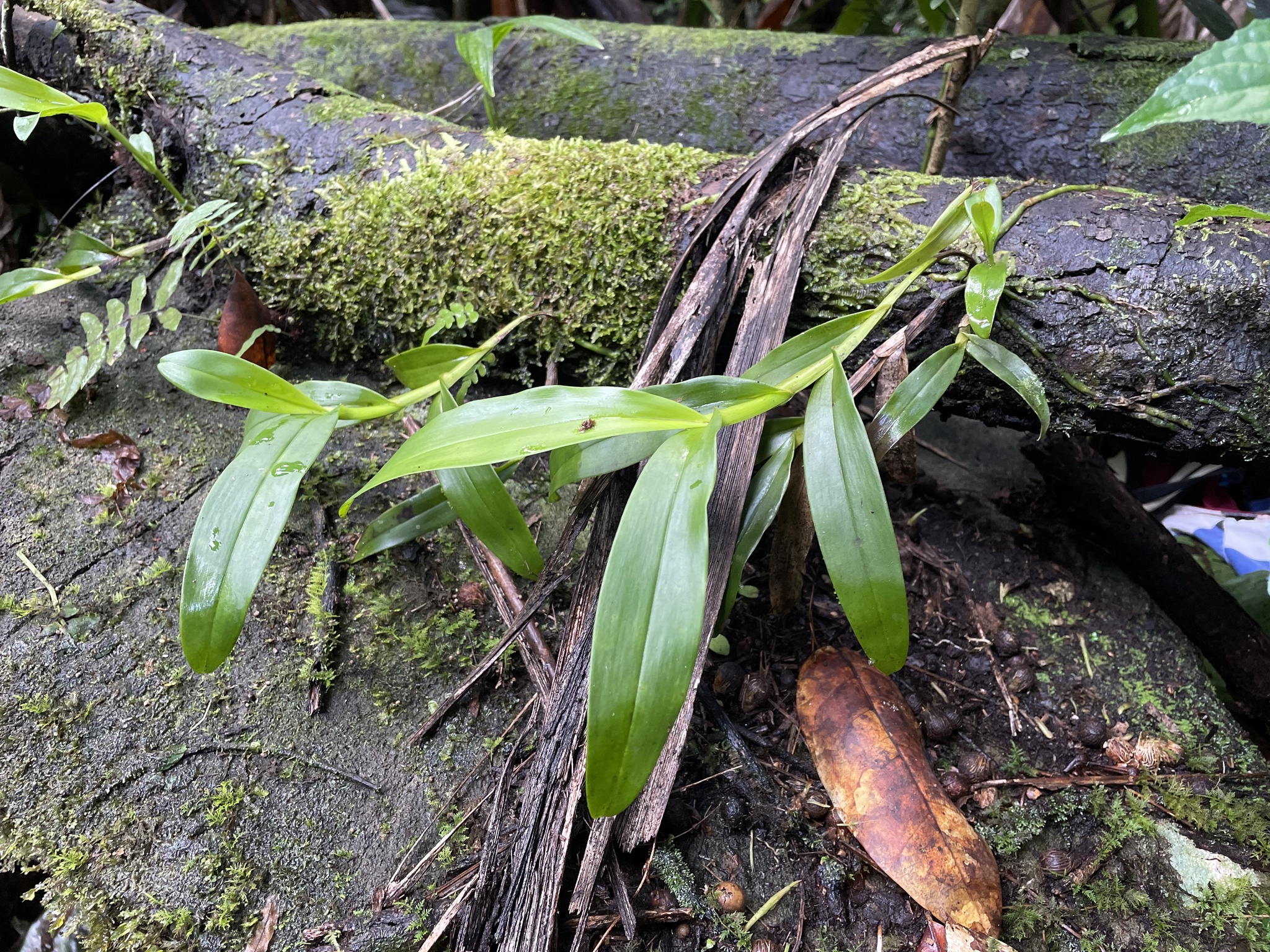 Epidendrum portoricense