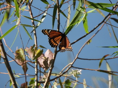 Limenitis archippus watsoni