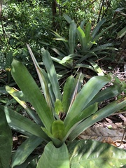 Wittmackia antillana