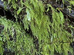 Selaginella cordifolia