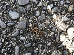 Hemiandrus pallitarsis