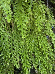 Selaginella cordifolia