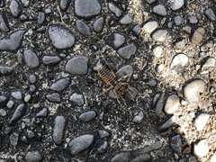 Hemiandrus pallitarsis