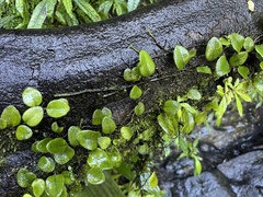 Microgramma piloselloides