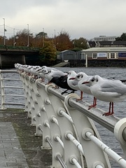 Chroicocephalus ridibundus