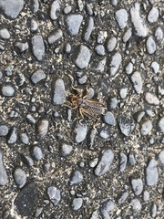 Hemiandrus pallitarsis