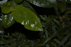 Cnaphalocrocis limbalis