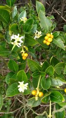 Palicourea boqueronensis