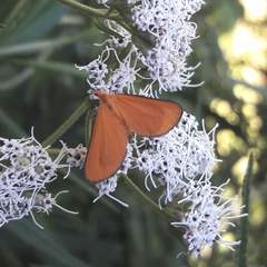 Eudulophasia invaria