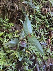 Eugenia haematocarpa