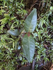 Eugenia haematocarpa