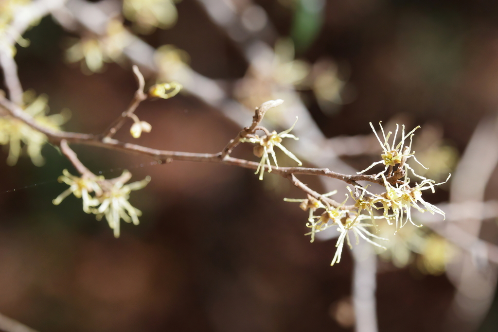 american witch-hazel from Grand Bay National Wildlife Refuge, Jackson ...