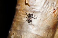 Aegomorphus circumflexus