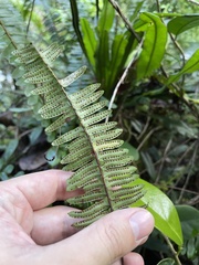 Nephrolepis rivularis