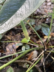 Anthurium dominicense