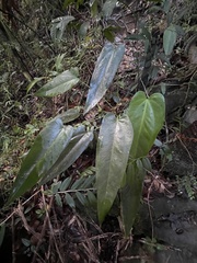 Anthurium dominicense