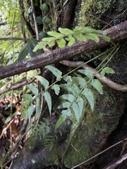 Asplenium auriculatum