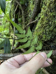 Asplenium auriculatum