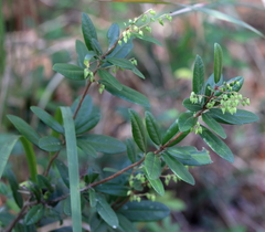 Pieris phillyreifolia