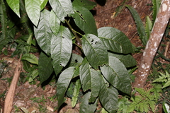 Deeringia arborescens