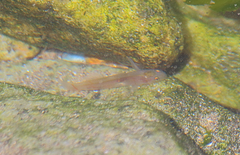 Ophiogobius jenynsi