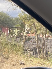 Pyrocephalus rubinus