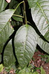 Deeringia arborescens