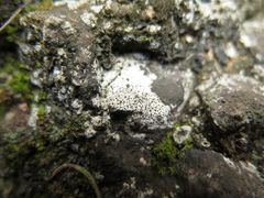 Bagliettoa calciseda