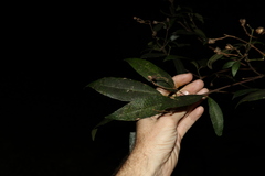 Bouchardatia neurococca