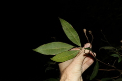 Bouchardatia neurococca