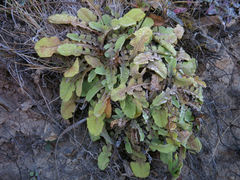Sonchus novae-zelandiae