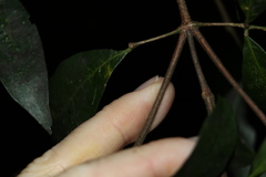 Bouchardatia neurococca