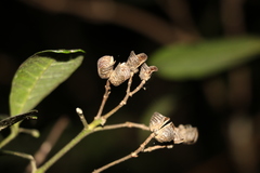 Bouchardatia neurococca