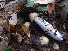 Entoloma subsaundersii