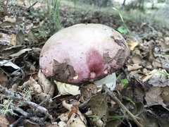 Rubroboletus eastwoodiae