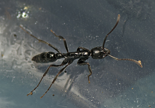 Leptogenys mjobergiLeptogenys mjobergi