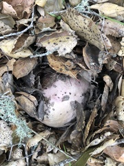 Rubroboletus eastwoodiae