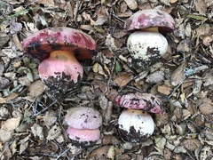 Rubroboletus eastwoodiae