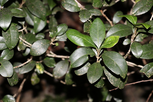 Image of Soft Acronychia (Acronychia pauciflora) by (c) Greg Tasney, some rights reserved (CC BY-SA)